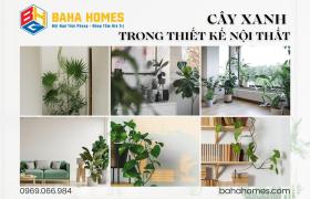 Cây Xanh Trong Thiết Kế Nội Thất: 5 Nguyên Tắc Ứng Dụng Từ Baha Homes Để Kiến Tạo Không Gian Sống Khỏe
